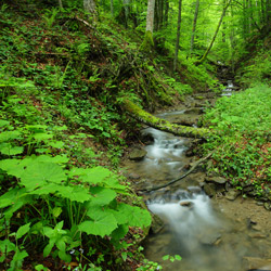 Stream, Landscape Park of the San River Valley, Western Bieszczady