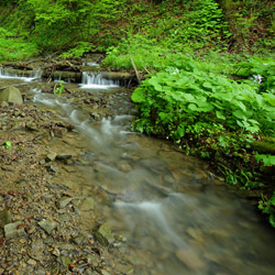 Stream, Landscape Park of the San River Valley, Western Bieszczady
