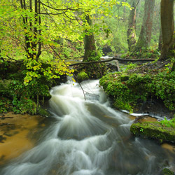 Sopot River, Czartowe Pole Nature Reserve, Landscape Park of the Solska Primeval Forest, Central Roztocze