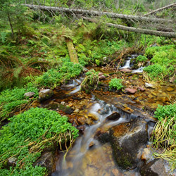 PaĹszczyca stream, Tatra National Park, High Tatras