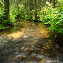 Szum River Nature Reserve, Central Roztocze