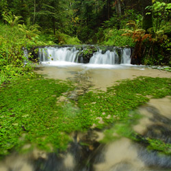 Waterfall on a Jelen Stream, Landscape Park of the Solska Primeval Forest, Central Roztocze