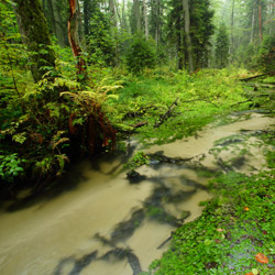 JeleĹ Stream, Tanew River Nature Reserve, Landscape Park of the Solska Primeval Forest, Central Roztocze