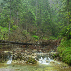 Biały Potok, Tatrzański Park Narodowy, Tatry Zachodnie