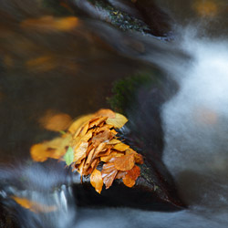 Hylaty Stream, Landscape Park of the San River Valley, Western Bieszczady