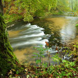 Tanew River Nature Reserve, Landscape Park of the Solska Primeval Forest, Central Roztocze