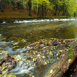 Rzeka Tanew, rezerwat przyrody Nad Tanwią, Park Krajobrazowy Puszczy Solskiej, Roztocze Środkowe