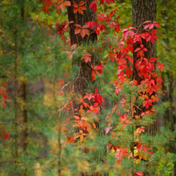 Solska Primeval Forest