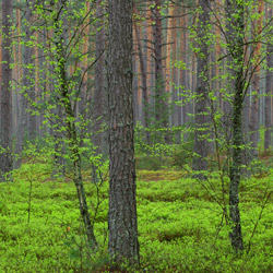 Solska Primeval Forest, Landscape Park of the Solska Primeval Forest