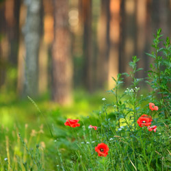 Solska Primeval Forest