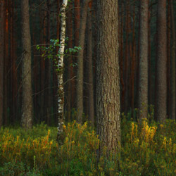 Solska Primeval Forest