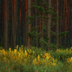 Solska Primeval Forest