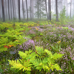 Solska Primeval Forest