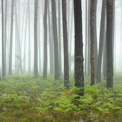 Solska Primeval Forest