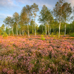 Solska Primeval Forest