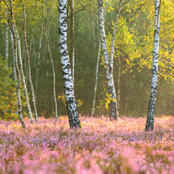 Solska Primeval Forest