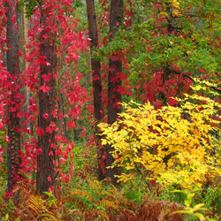 Solska Primeval Forest