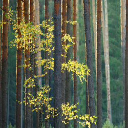 Solska Primeval Forest