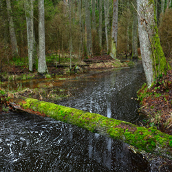 Solska Primeval Forest