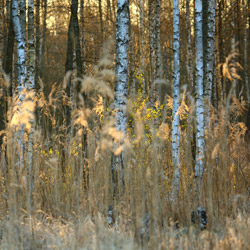 Solska Primeval Forest