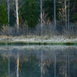 Solska Primeval Forest