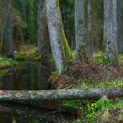 Solska Primeval Forest