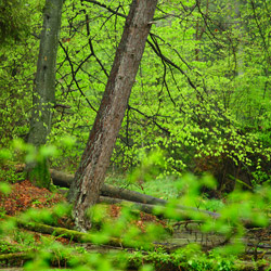 Solska Primeval Forest