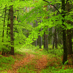 Solska Primeval Forest