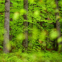 Solska Primeval Forest