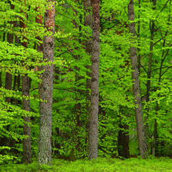 Solska Primeval Forest