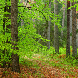 Solska Primeval Forest