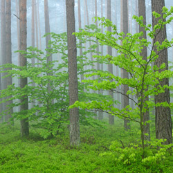 Solska Primeval Forest