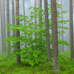 Solska Primeval Forest