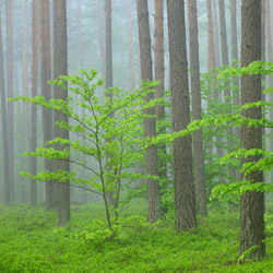 Solska Primeval Forest