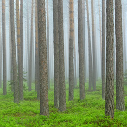 Solska Primeval Forest