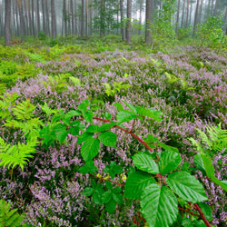 Solska Primeval Forest