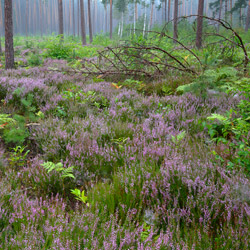 Solska Primeval Forest