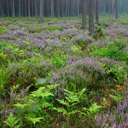 Solska Primeval Forest