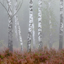 Solska Primeval Forest