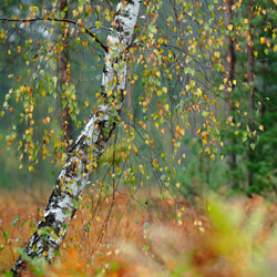 Solska Primeval Forest