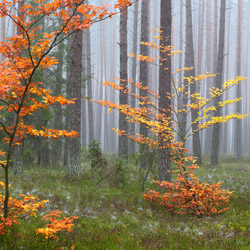 Solska Primeval Forest