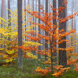 Solska Primeval Forest