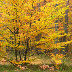 Solska Primeval Forest