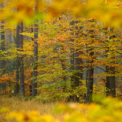 Solska Primeval Forest