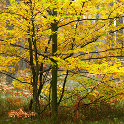 Solska Primeval Forest