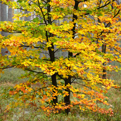 Solska Primeval Forest