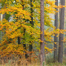 Solska Primeval Forest