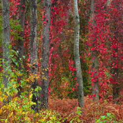 Solska Primeval Forest