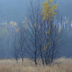 Solska Primeval Forest