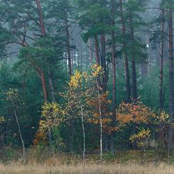 Solska Primeval Forest